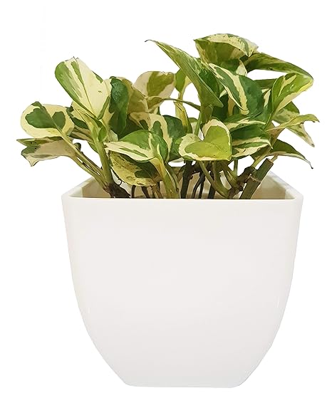 Grun Air Purifying Cute Marble Money Plant [Beautiful Indoor Plant]