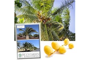 Canary Island Date Palm Tree Seeds, Phoenix Canariensis, a.k.a: Pineapple Palm15+ Premium Quality Tree Seeds, Exotic Palm Tree, 80% Germination Rates, (Isla's Garden Seeds)
