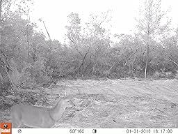 Amazon.com : Bushnell Trophy Cam HD Essential E2 12MP Trail Camera, Tan