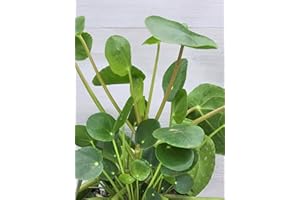 Pilea Peperomioides aka Chinese Money Plant UFO Plant Live Rare House Plants (All Plants are Fully Rooted Plants!) in 4" Pot Lefsi Plant by 3exoticgreen