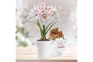 GSB GARDEN STATE BULB Garden State Bulb Galaxy Nymph Double Amaryllis Bulb Gift Kit, 26/28cm (White Planter)