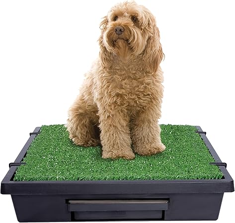small dog potty box
