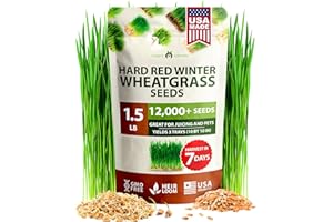 HOME GROWN 12,000+ Wheatgrass Seeds Bulk Pack(1.5 lb) Hard Red Winter Wheatgrass – Heirloom, Sprouting for Juicing, Microgreens, Smoothies & Indoor Gardening(Triticum aestivum)