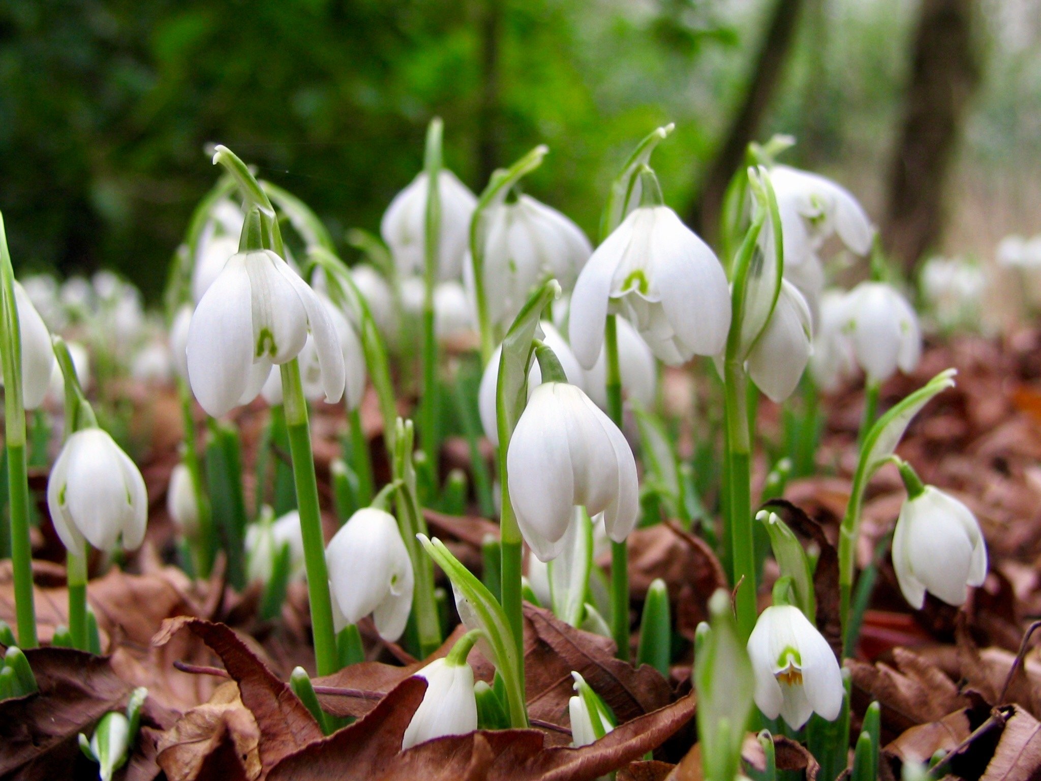 Woodland bulbs® 50 x Double Snowdrop Bulbs Spring