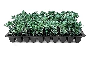 FLORIDA FOLIAGE Blue Rug Juniper | 60 Live Plants | Juniperus Horizontalis Wiltonii | Low Maintenance Evergreen Ground Cover | Drought Tolerant Landscaping