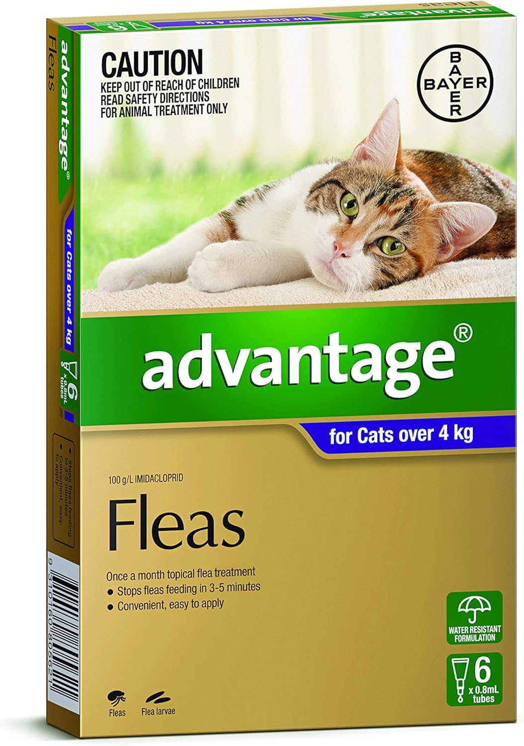 dachshund king charles mix