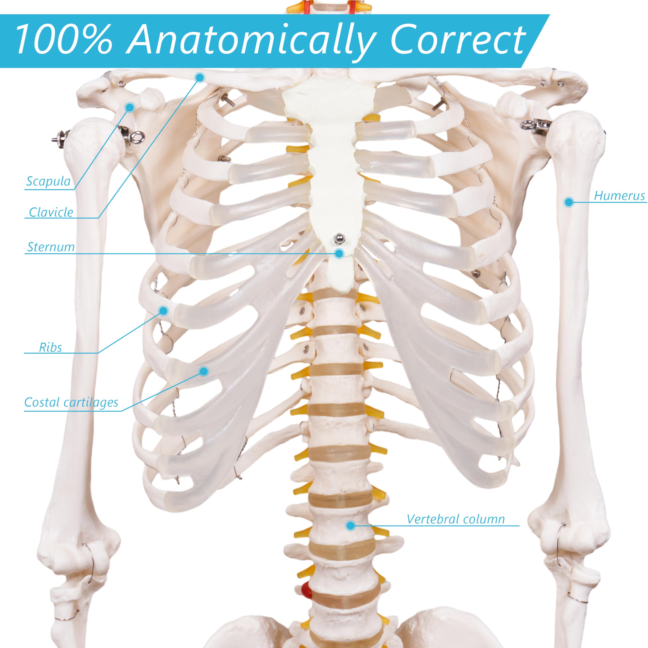 170cm Professional Human Skeleton Model, Life-Size Anatomical Skeleton - View #6