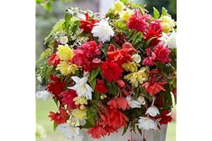 100+ Seeds Begonia Seeds Illumination Mix Pelleted Seeds