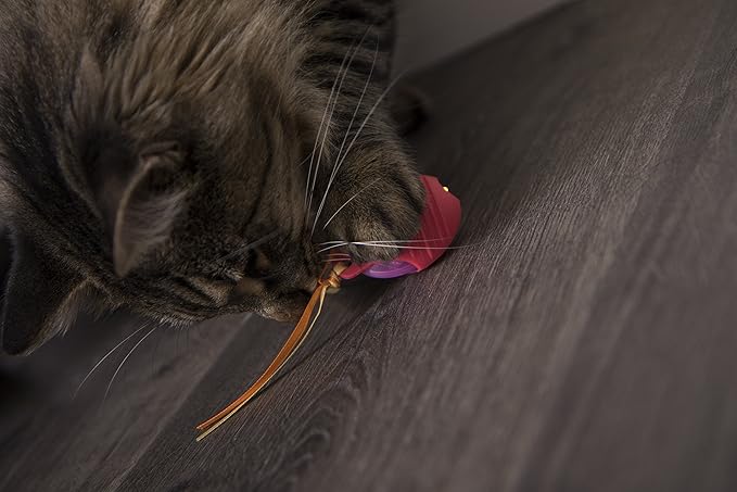 smartykat crazy cruiser