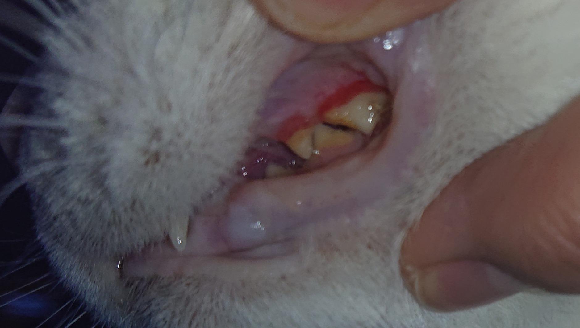 リデンタ 歯石ケアジェル 50ML 犬猫用 – REDENTA ONLINE STORE 【定形外郵送のみ 1個販売 送料込】 リデンタ 犬猫用・歯石ケアスプレー 50ml 【他商品同梱不可】 犬 猫 犬用 猫用 デンタルケア ドック キャット 歯垢 歯石 口臭ケア 口腔ケア スプレー 歯石ケア 天然由来 歯垢予防 口臭 歯石対策