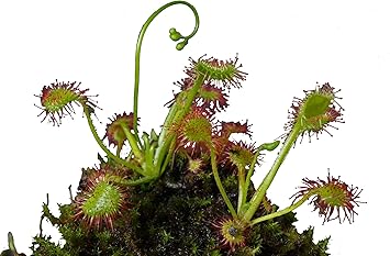 Amazon 花市場直送便 食虫植物苗 モウセンゴケ 15入 Diy 工具 ガーデン