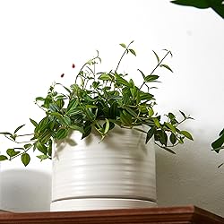HERDUK 6 Inch Plant Pots, Ceramic Planter Pot with