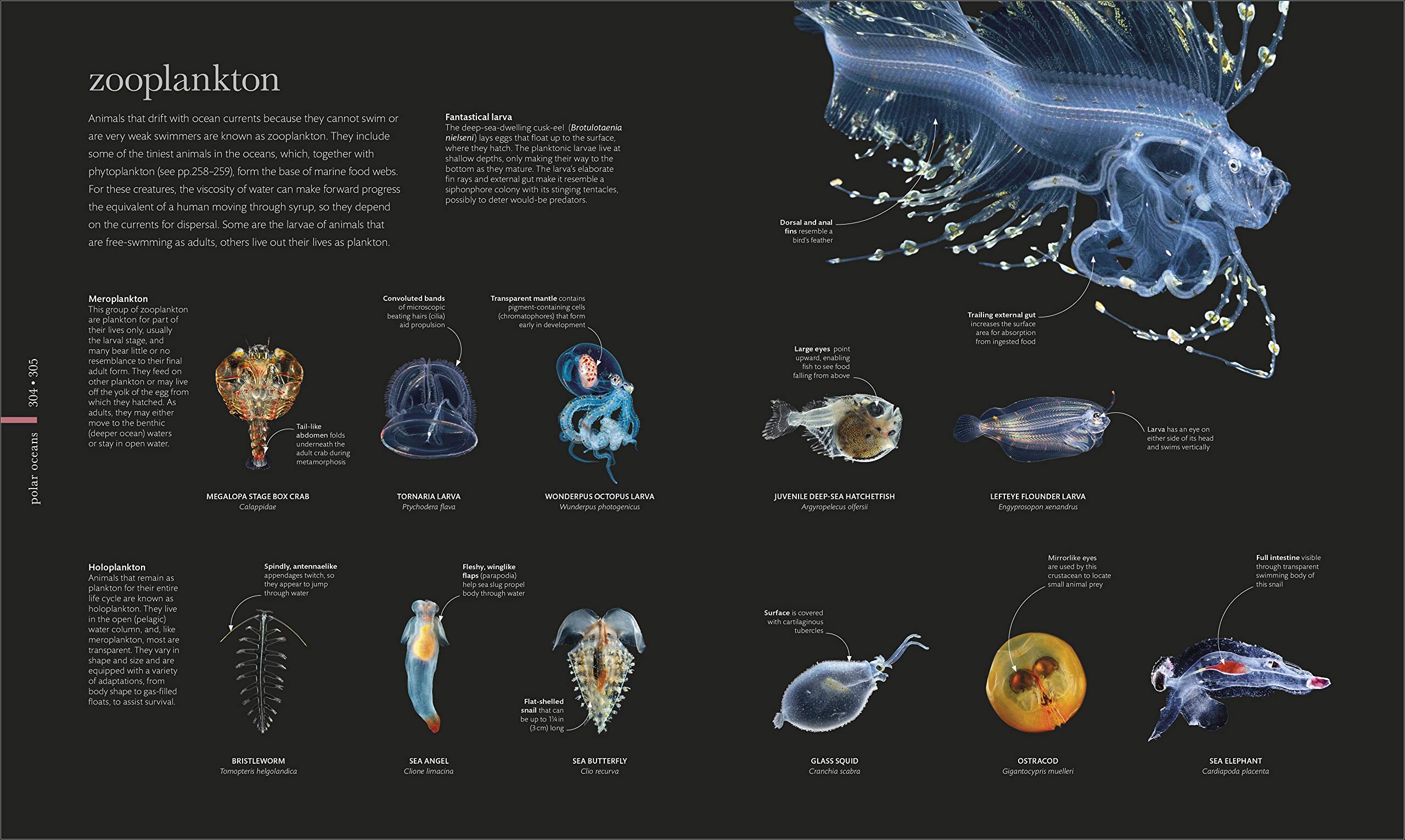 Oceanology: The Secrets of the Sea Revealed (DK Secret World Encyclopedias)