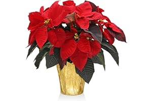 Plants & Blooms Shop SA5007 Live Red Poinsettia in Gold Pot Cover, 6" Diameter – Classic Christmas Home Decor, Great Holiday Gift, Xmas Flower, Easy Care Vibrant Indoor Plant