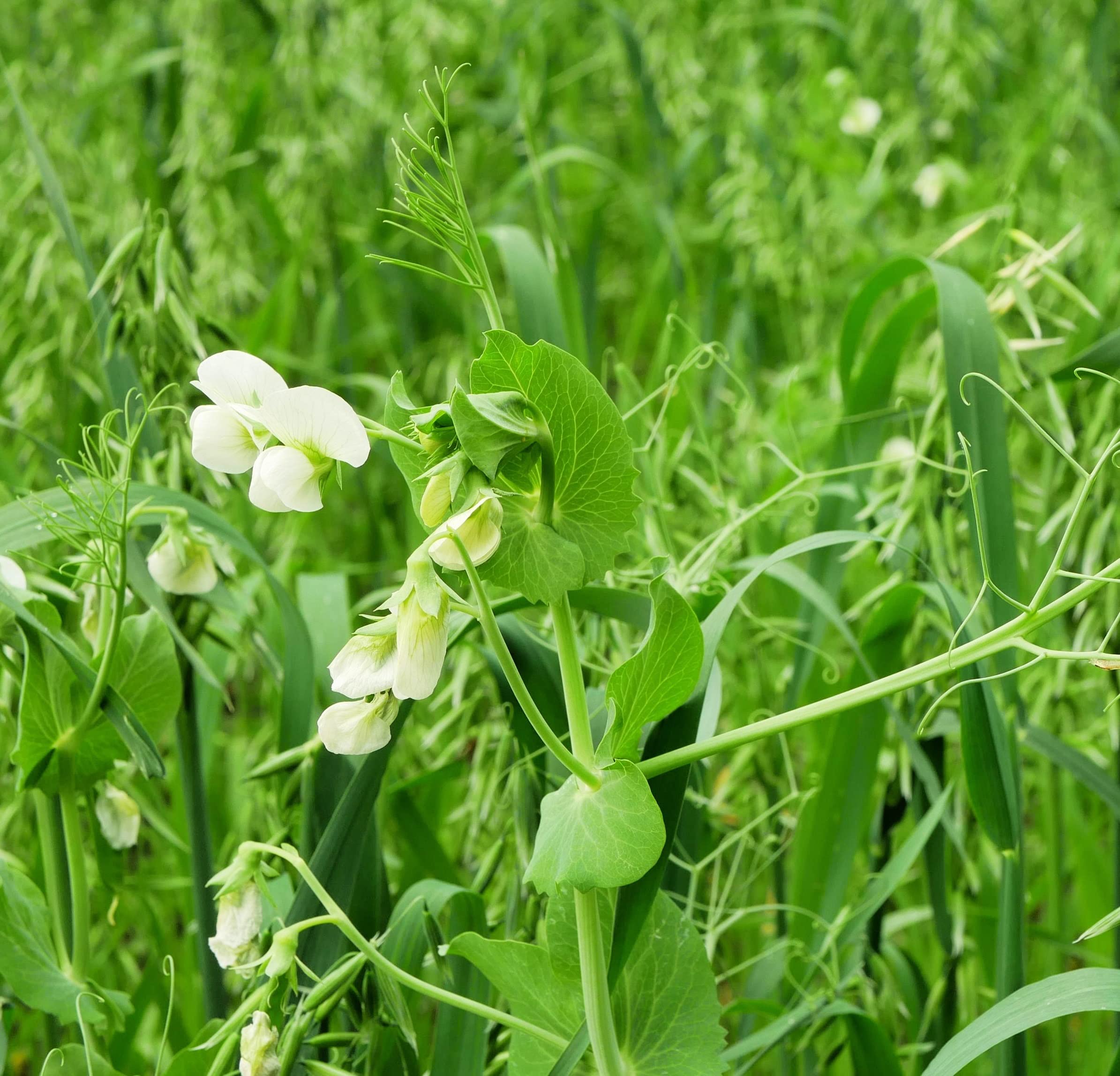 Peas and Oats Cover Crop Seeds - Fast Growing, Use
