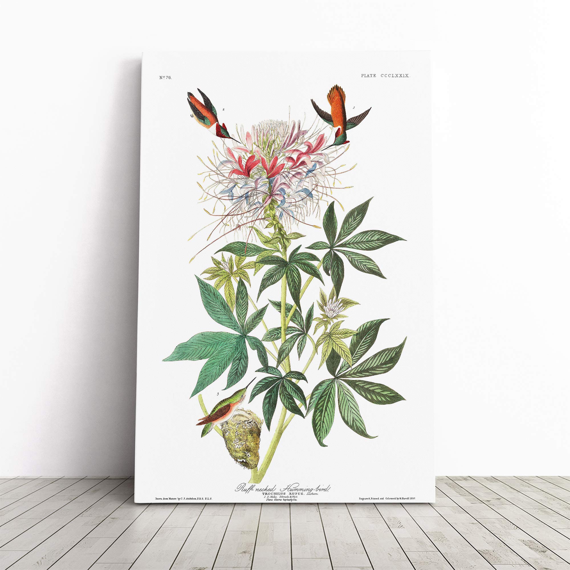 John James Audubon Ruff Necked Humming Bird Canvas Print | Gallery Wrapped 30mm Frame Wall Art | 20x14 inches | Ready to Hang | Modern Animals Picture | Living Room Bedroom Lounge Office