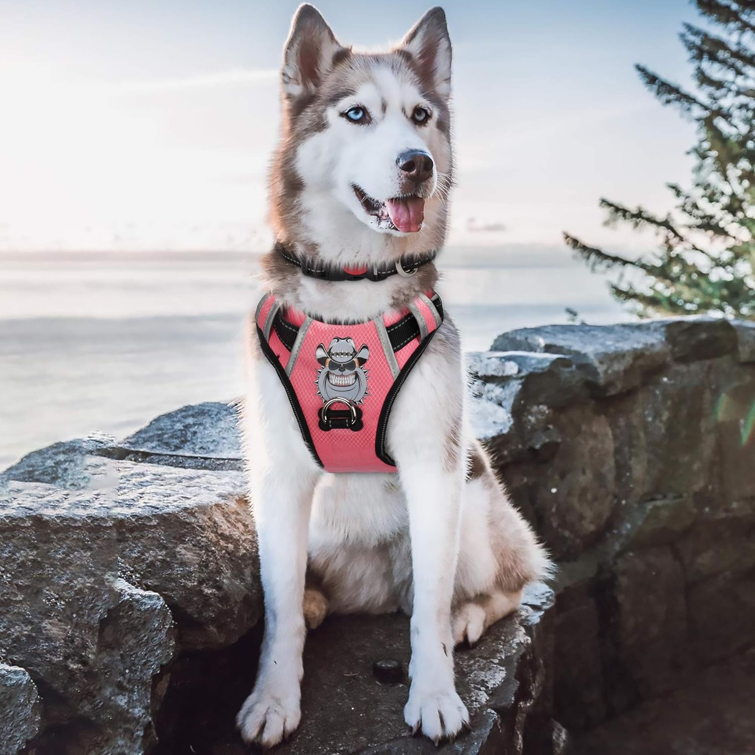 babyltrl dog harness