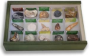 MINERALES Y FOSILES NANO Colección de 15 Fósiles del ...