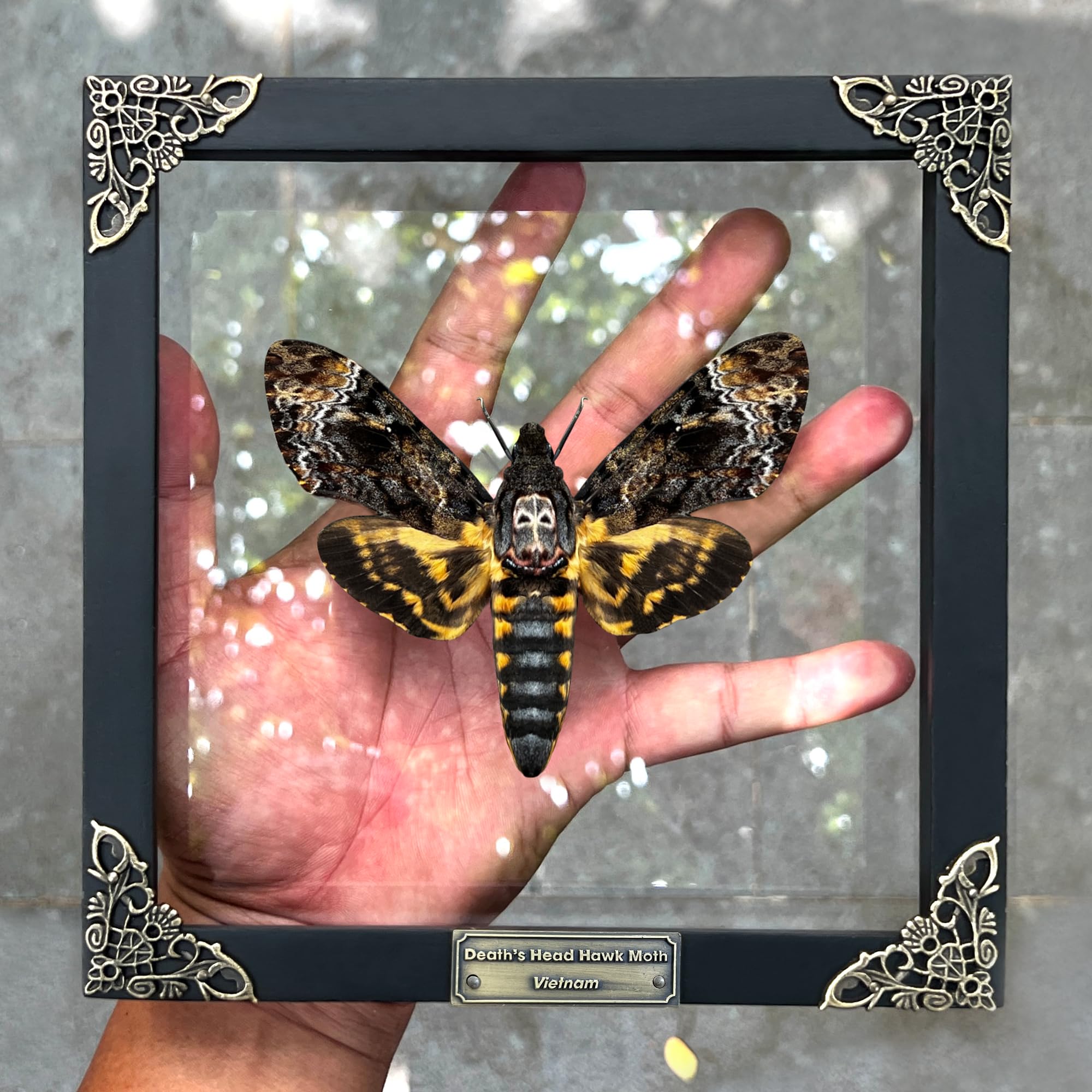 Real Death Head Moth Acherontia Skull Butterfly Handmade Shadow Box for Dad Oddity Curiosities Unique Taxidermy Insect Collectables Wall Art Home Decor Bedroom K18-01-KINH