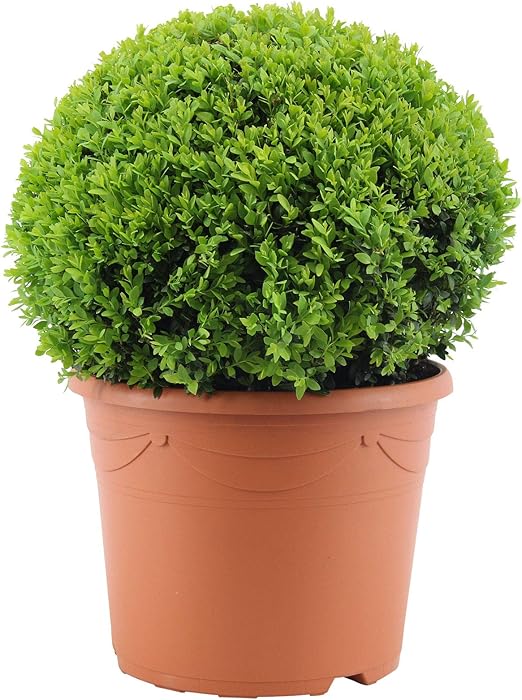 Buxus Sempervirens Bosso Arbusto Sempreverde Altezza 45 50 Cm Vaso O 19 Cm Amazon It Giardino E Giardinaggio
