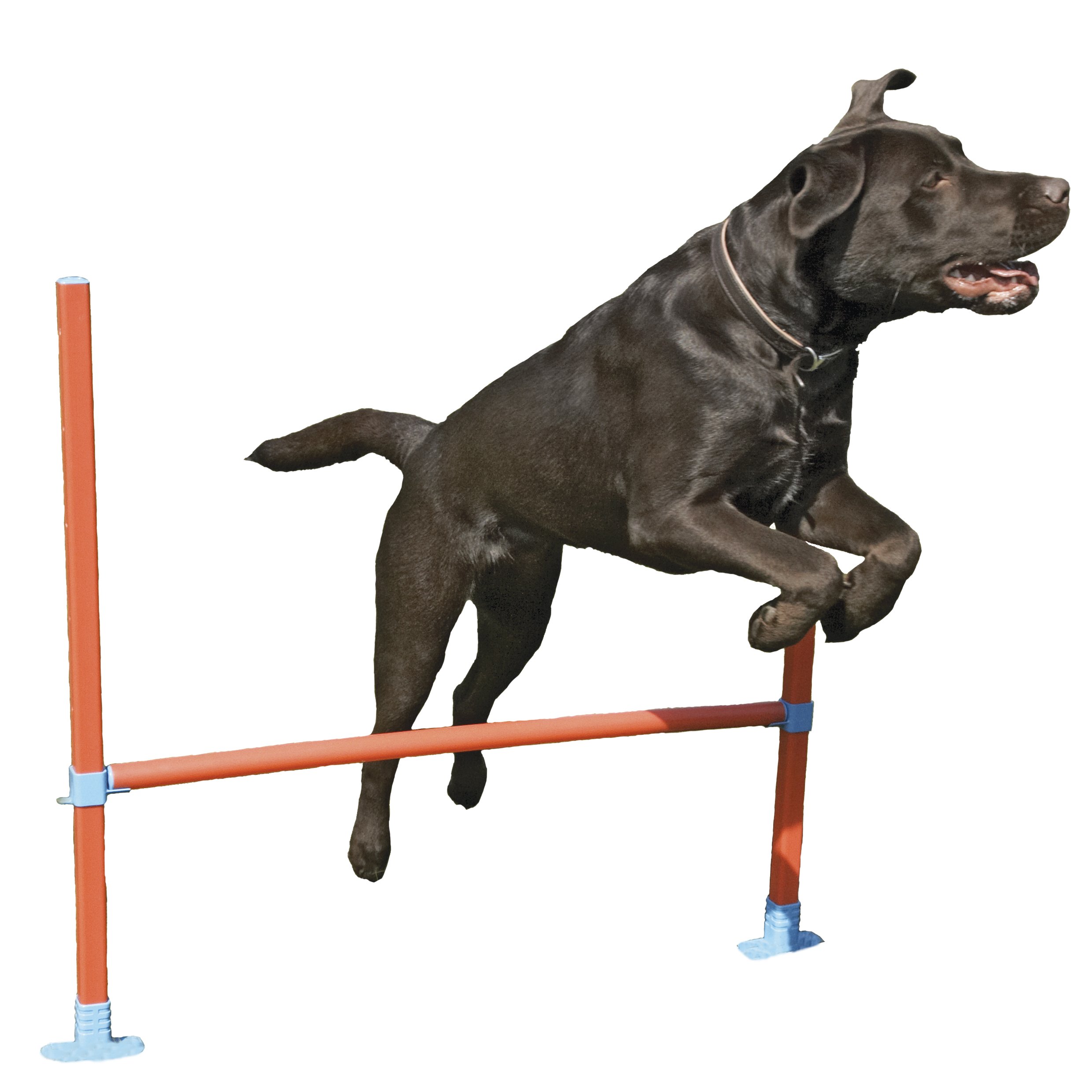Rosewood Dog Agility Hurdle includes Bag