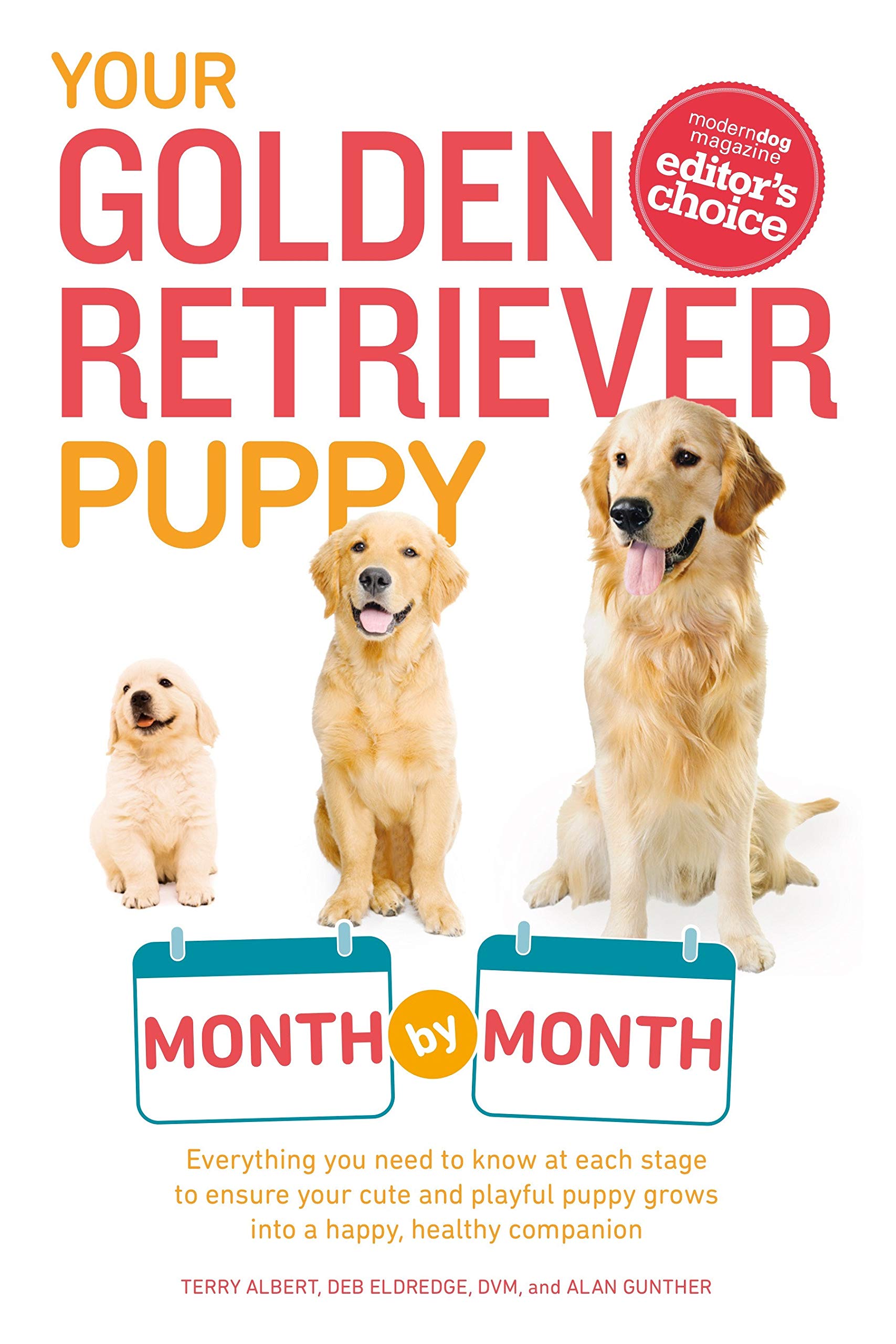 Your Golden Retriever Puppy Month By Month Everything You Need To Know 