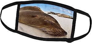 3dRose Danita Delimont - Galapagos Islands - Ecuador, Galapagos Islands, Galapagos Sea Lion - SA07 MDE0120 - Michael DeFreitas - Face Masks (fm_86238_1)