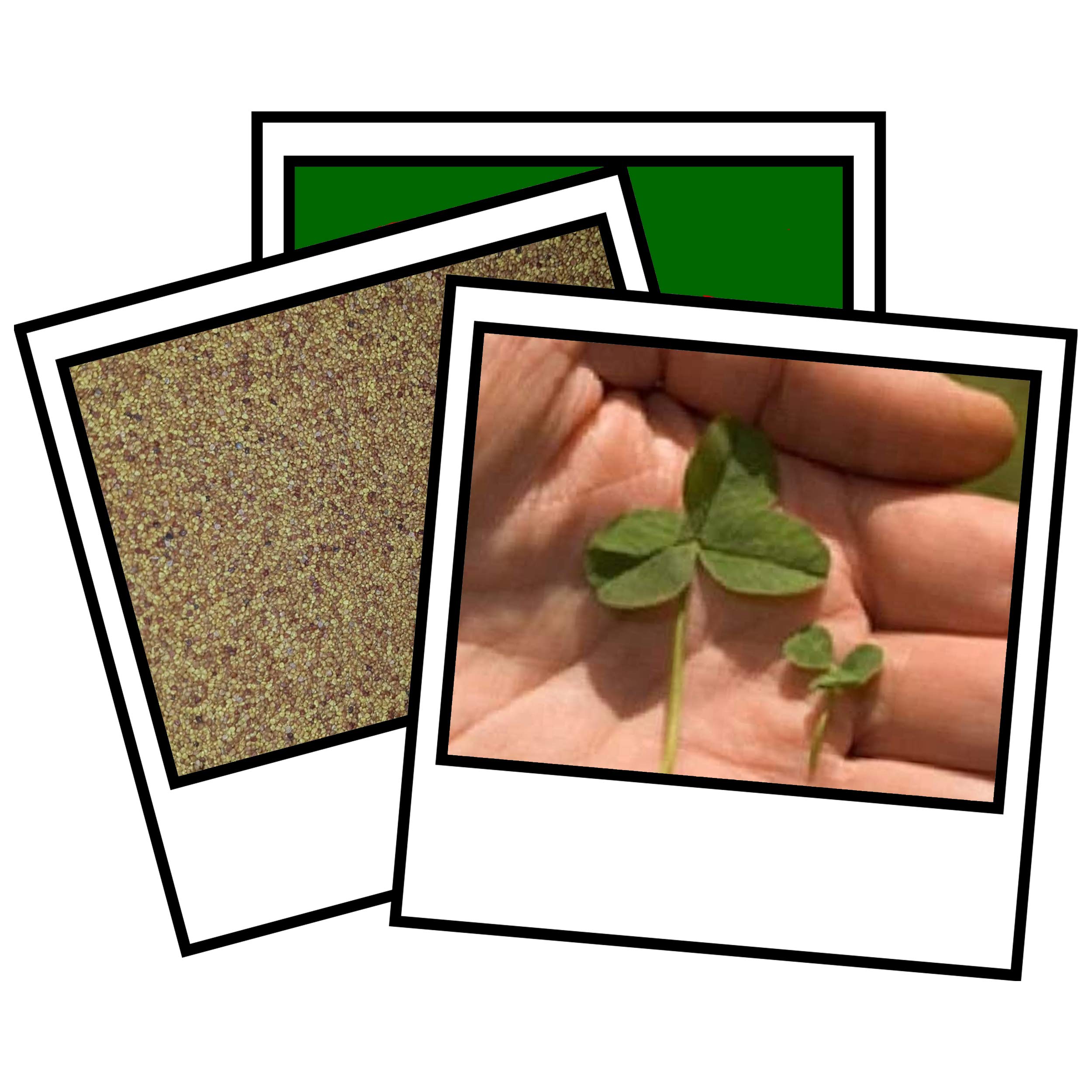 1kg Pure Micro Clover Seed Drought Resistant & Low Maintenance