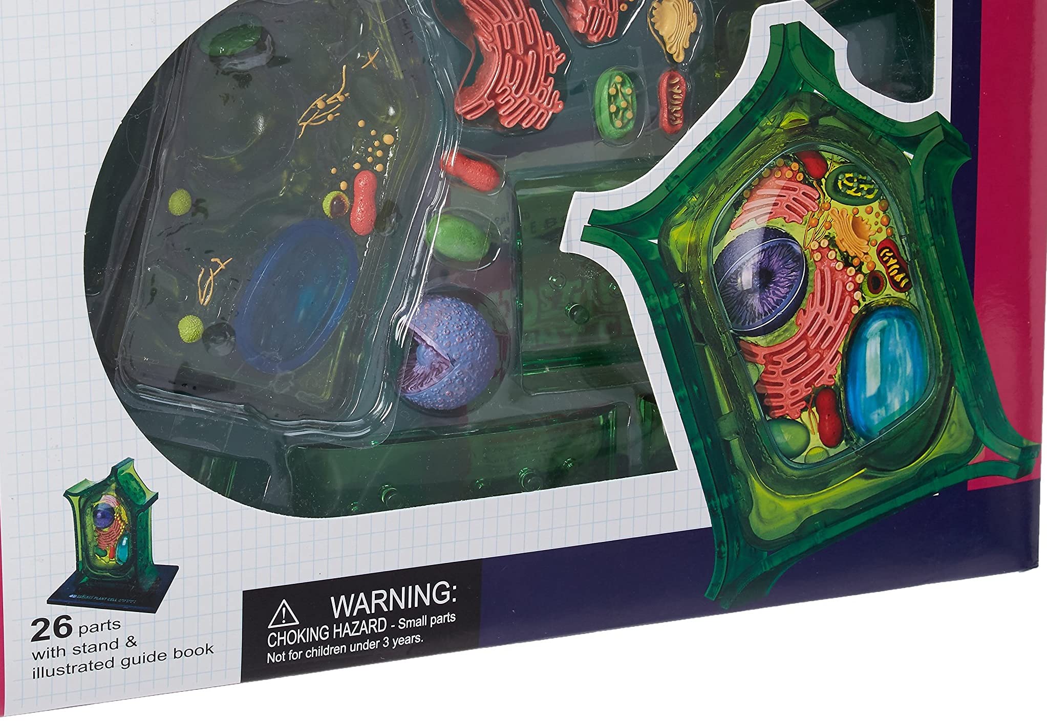 Famemaster 4D-Science Plant Cell Anatomy Model