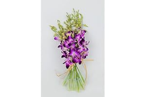 ATHENA'S GARDEN Fresh Vibrant Purple Dendrobium Sonia/Galaxy/Bombay Cut Orchids Bunch from Nursery (Fresh Cut)