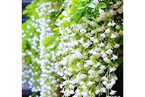 200Pcs White Weeping Jasmine Plant Seeds - Fragrant Perennial Non-GMO Jasmine Flower Seeds for Indoor & Outdoor Planting, Hom