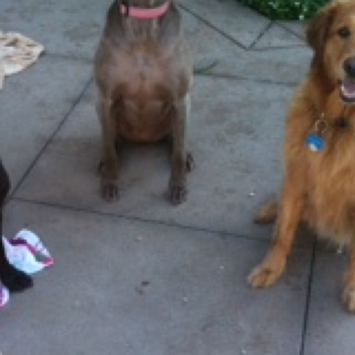 Big Dog Wallpaper HD Wallpapers of Big Dogs!Amazon.deAppstore for