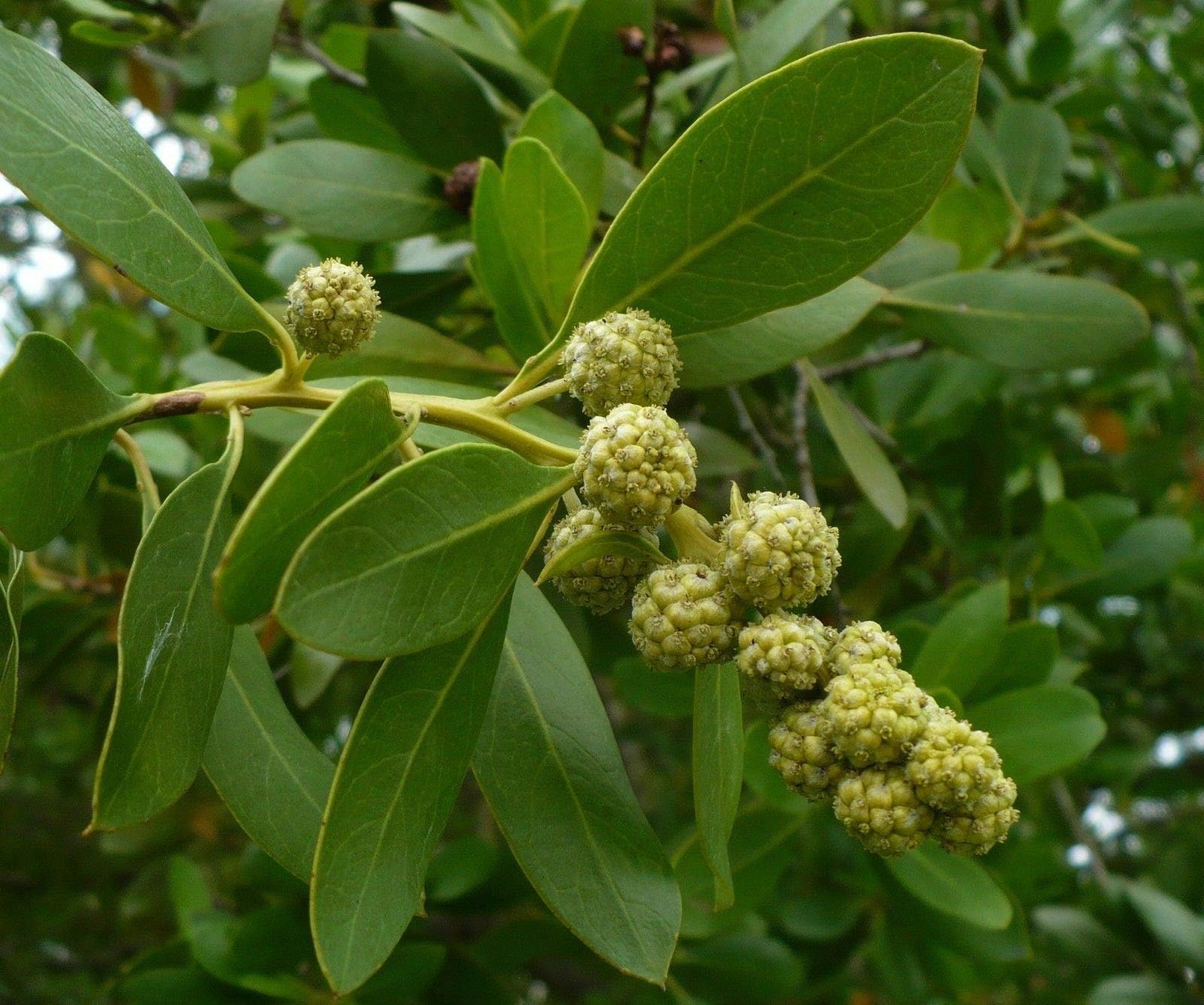 Green Buttonwood Conocarpus erectus Organic 50 Seeds