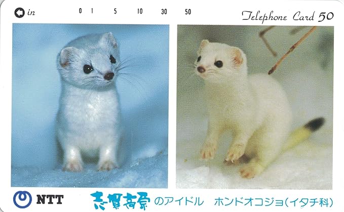 Amazon テレホンカード テレカ ホンドオコジョ イタチ科 志賀高原のアイドル 動物 写真 50度数 通販