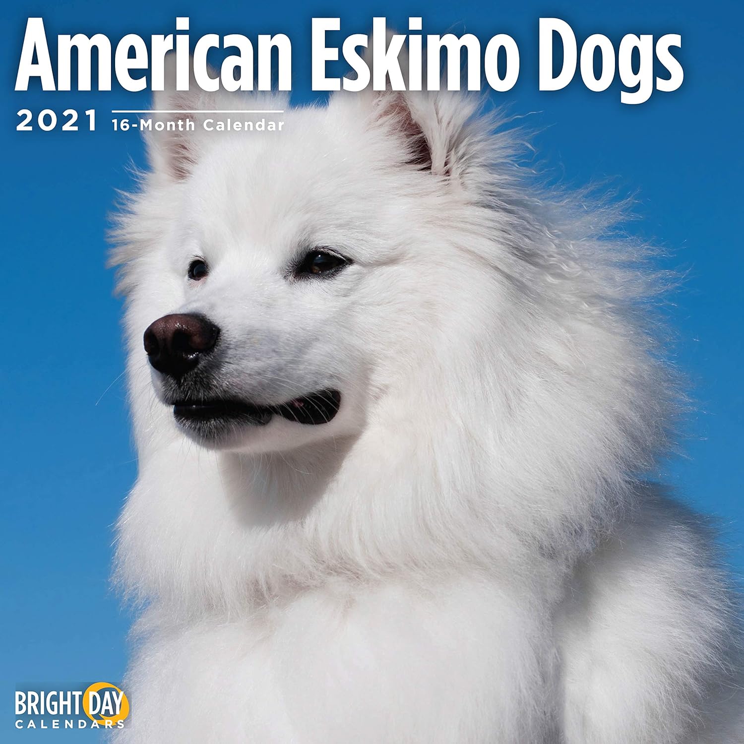 american eskimo dog cute dogs