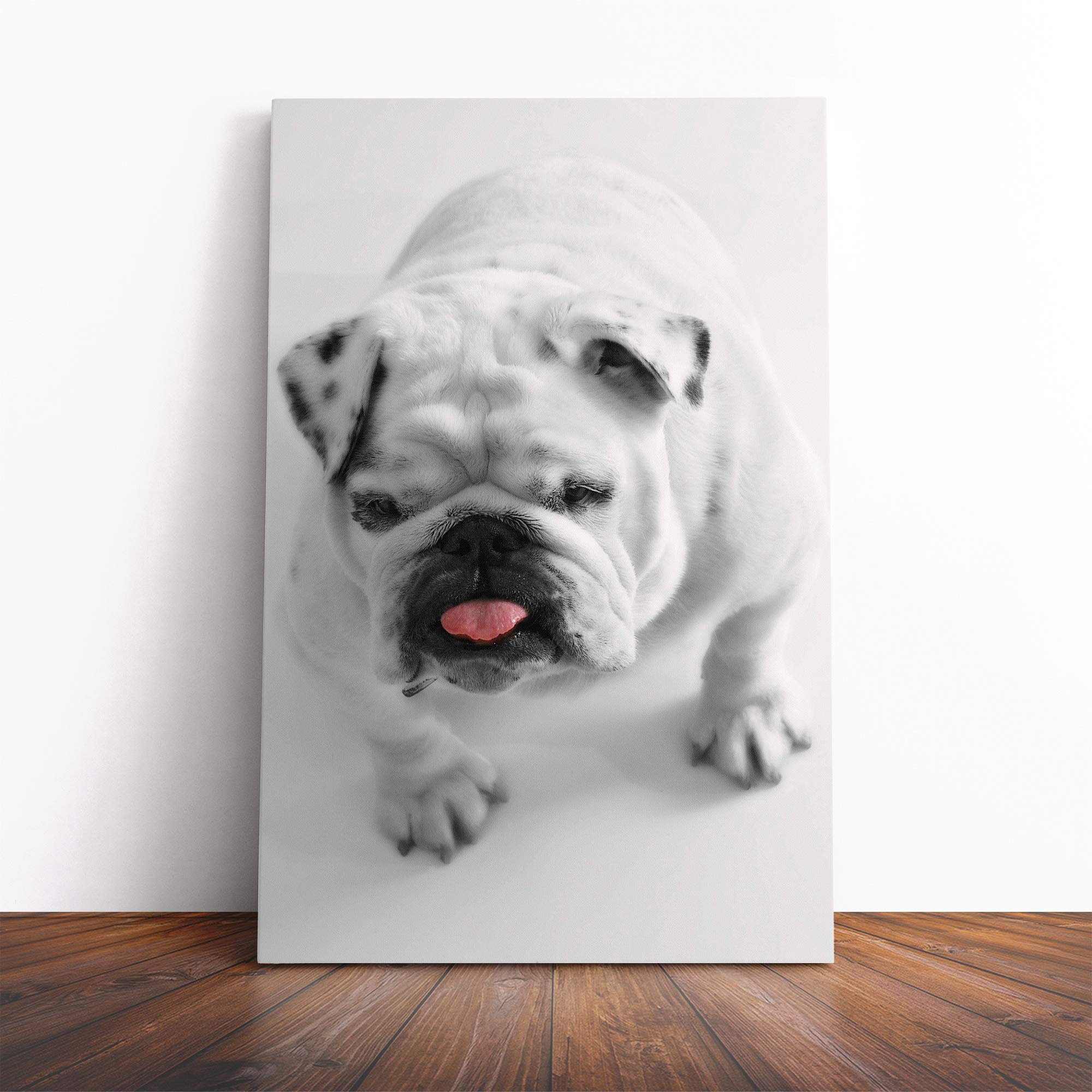White British Bulldog (3) Canvas Print | Gallery Wrapped 30mm Frame Wall Art | 20x14 inches | Ready to Hang | Modern Animal Picture | Living Room Bedroom Lounge Office