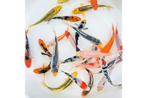 Toledo Goldfish Standard Fin Koi, Variety of Colors and Patterns - Beautiful Live Fish Perfect for Ponds, Tanks, and Aquariums - 3-4 Inches, 20 Count