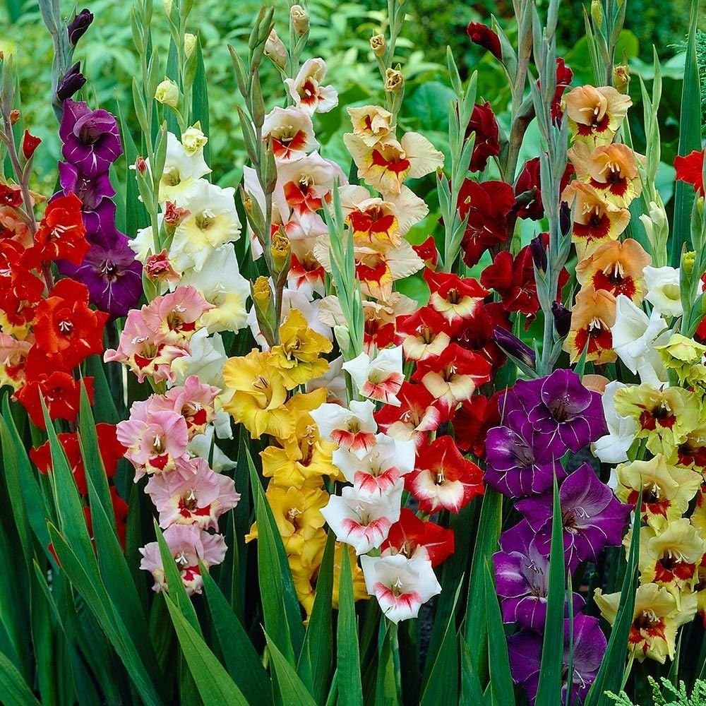 Nelesa Gardenng Gladiolus Flower Bulbs Little Sword Mix Colour - Pack of 5 Bulbs