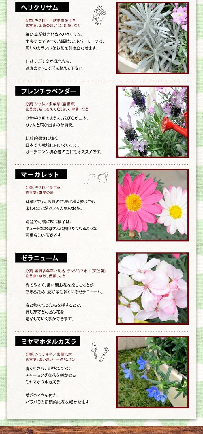 花 ミヤマホタルカズラ花言葉 Homu Interia