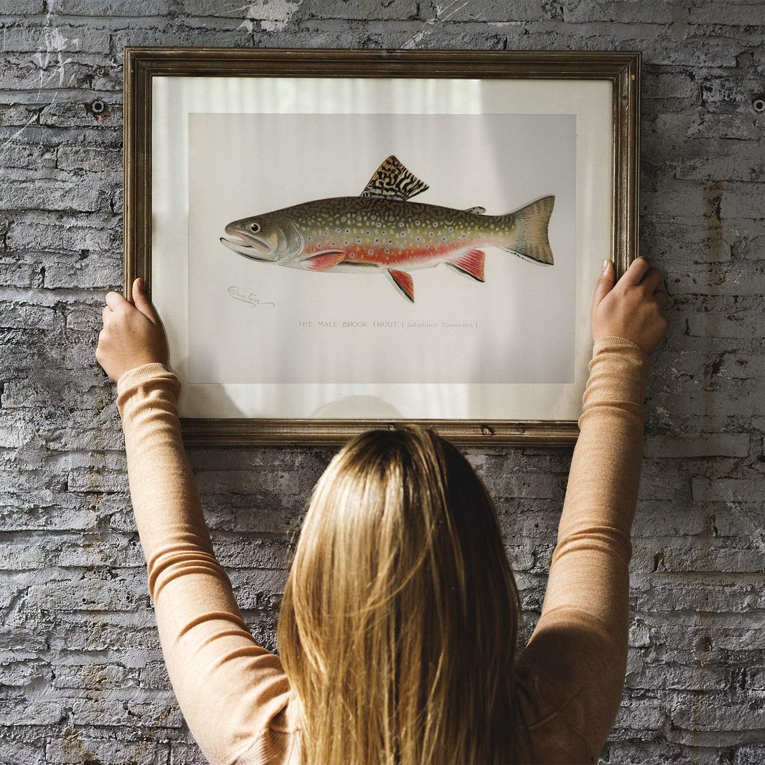 Amazon メンズ ブルック トラウト 魚 プリント ヴィンテージ フィッシング ポスター ウォール アート 装飾 ブルック トラウト ギフト フィッシャーマン ギフト C15 24x36 アートフレーム ポスター オンライン通販