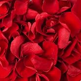 180 PCS Real Red Rose Petals Confetti for Romantic Night Flower Petals | 1.75oz Preserved Freeze Dried Flower Petals for Wedding Proposal, Valentine's Day Centerpiece Decor