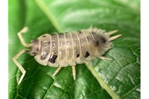 Pocket Pets 20 Live Dalmation (Dairy Cow) Roly Polys! Rolie Polie Isopods Order only if Your temperatures are Between 20 and 95 Degrees