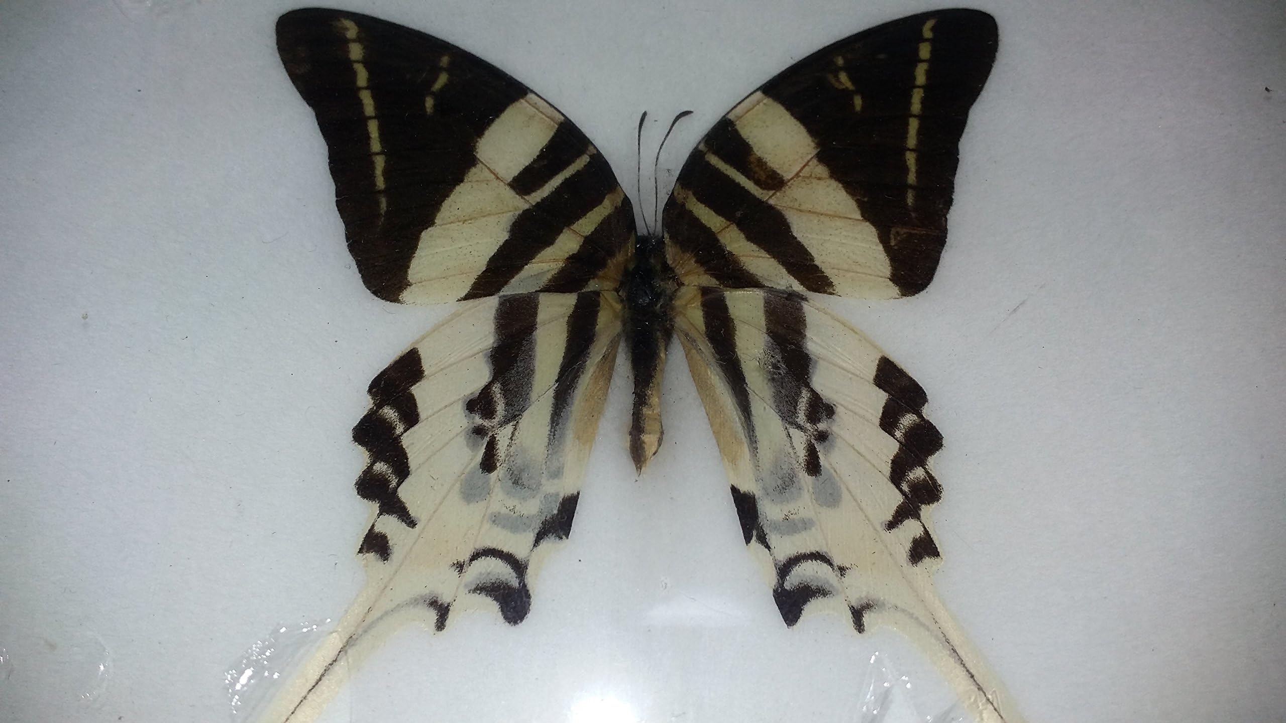 GRAPHIUM ANDROCLES FRAMED BUTTERFLY TAXIDERMY MOTH GIANT SWORDTAIL INSECT