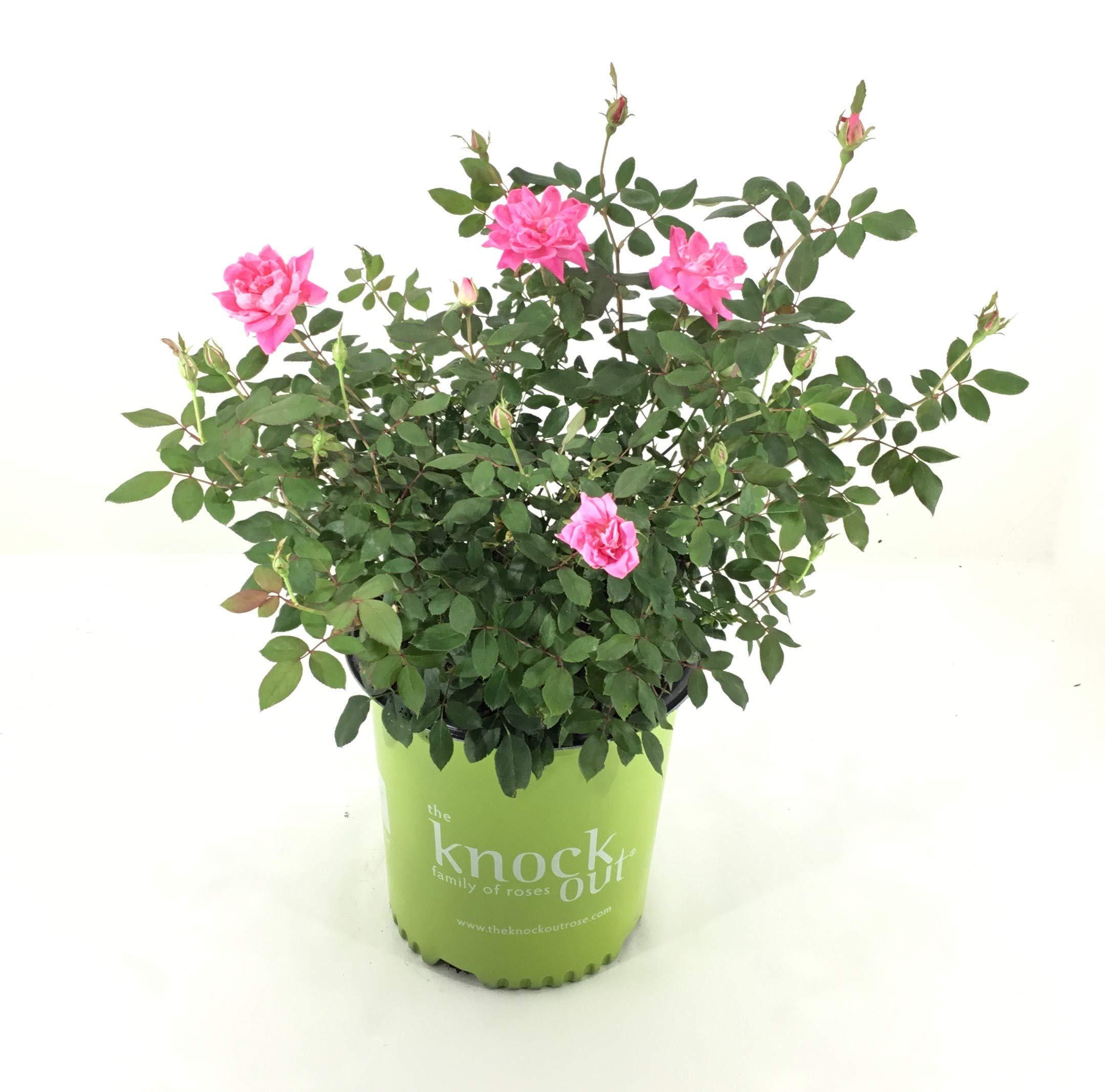 Rose Double Pink Knockout in 2 Gallon pot (Pink)
