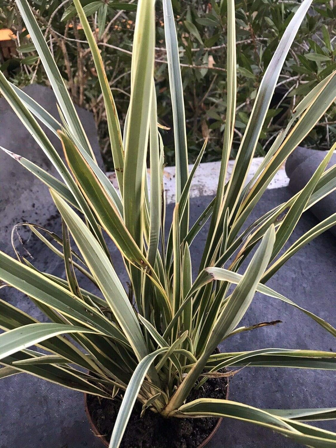 Live Plant Phormium tenax cv Variegatum