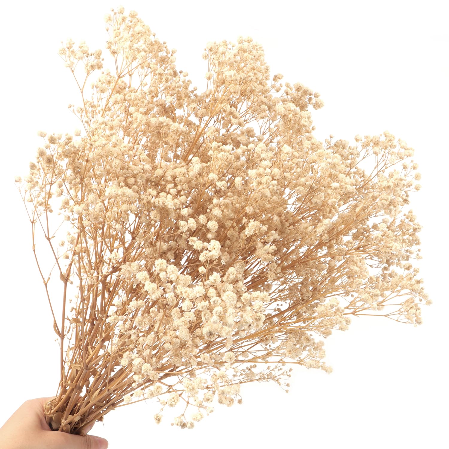 Dried Baby's Breath Flowers Bouquet Natural Dried Flowers Baby's Breath Real Gypsophila Branches for Wedding Table Vase Party Garden DIY Wreath Floral Home Decor（Beige）