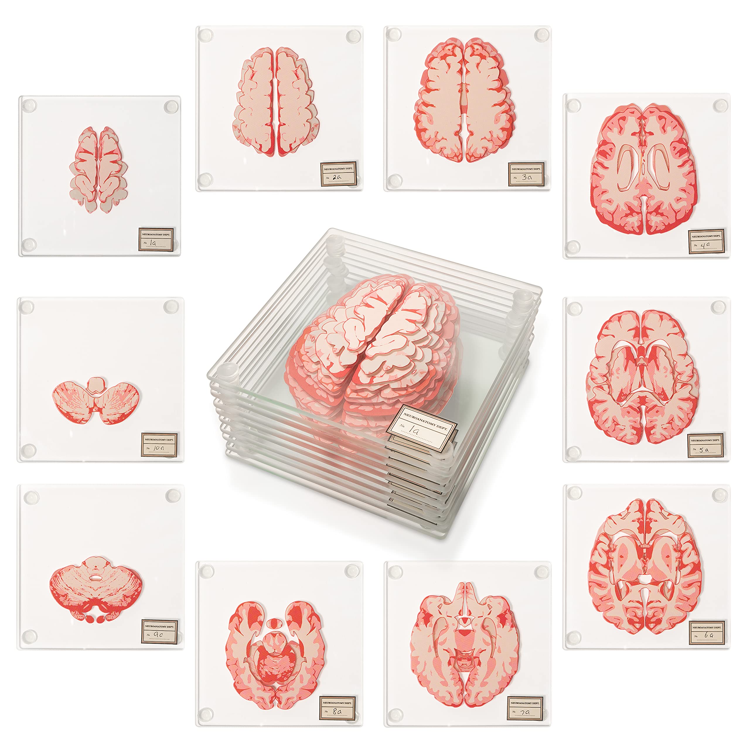 ThinkGeek Anatomic Brain Specimen Coasters (Set of 10) - 3D Brain Decor for Medical Students & Neuroscience Gifts