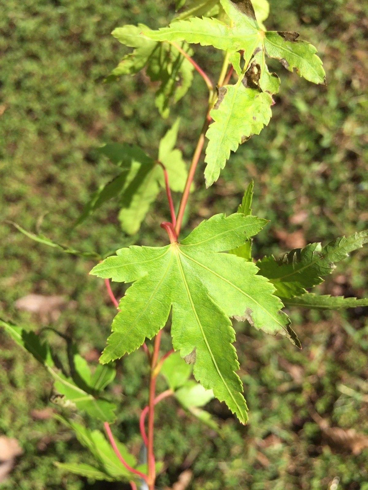 Sango Kaku Coral Bark Japanese Maple - 1 Year Graft