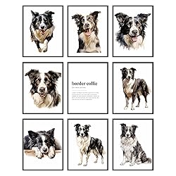 BigWig Prints Border Collie Wall Art - Border