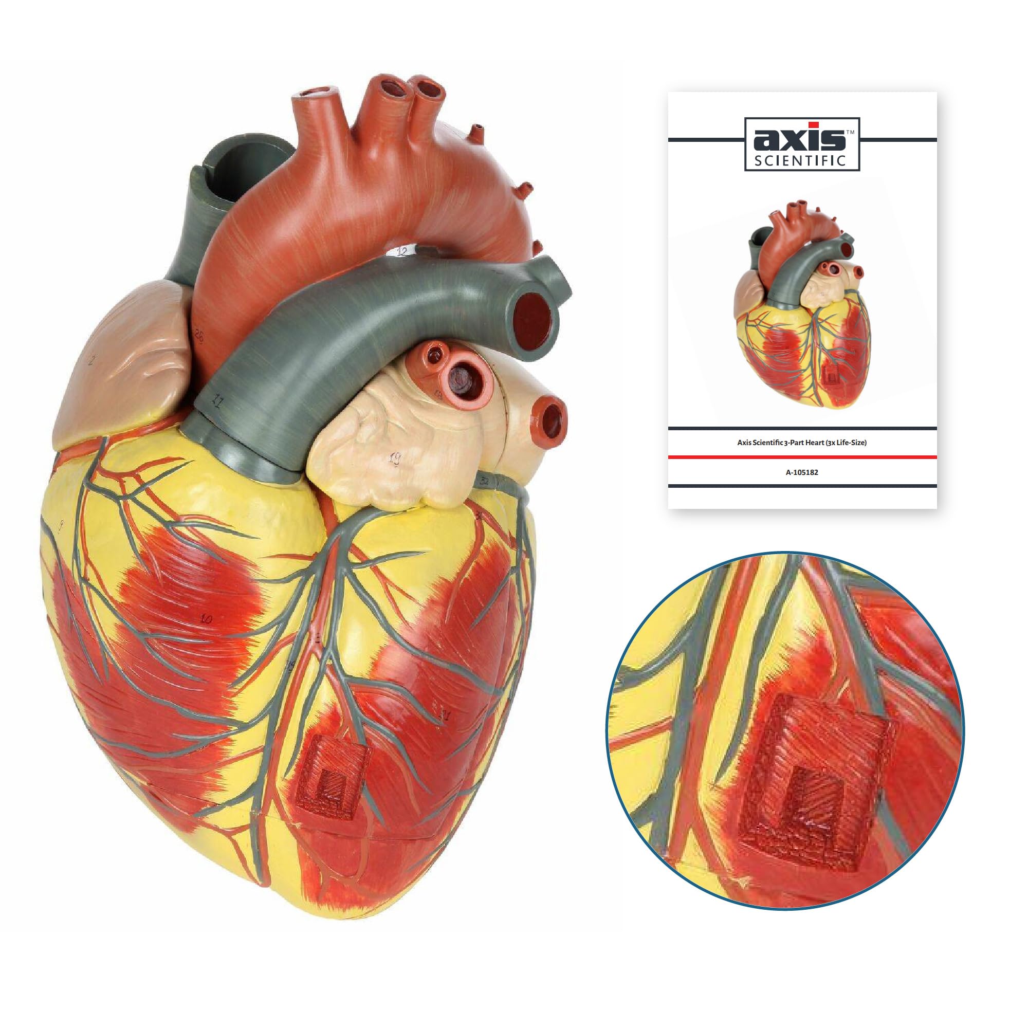 Large Human Heart Model, 3x Life-Size, 3-Part Numbered Anatomical Heart Illustrates 34 Internal Structures, Magnetically Connected, Includes Product Manual, Made by Axis Scientific